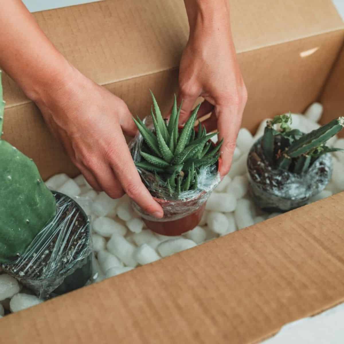 Shipping Plants from Los Angeles